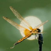 Listing Thumbnail
